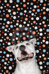 white-dog-against-polka-dot-background-2037919.jpg