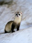 black-footed-ferret_465_600x450.jpg