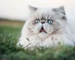 white_cat_startled.14085600_std.jpg