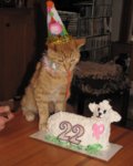 Taz in birthday hat and collar at 22.jpg