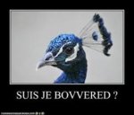 Suis je bovvered?.jpg