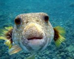 pufferfish.JPG