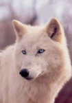 White-Wolf-With-Blue-Eyes-skyadami-31628705-187-269.jpg