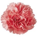 Pink Carnation.jpg