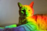 rainbow cat.jpg