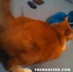 Rooster twerk cat(2).jpg