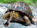 eastern-box-turtle.jpg