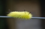 caterpillar-by-Richard-Dudley.jpg