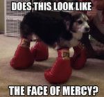 funny-dog-boxing-globe-feet.jpg