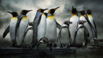 penguins-ss-1920-800x450.jpg