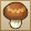 elegantmushroom.png