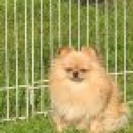 a pomeranian