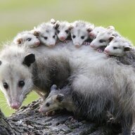 JackTheOpossum