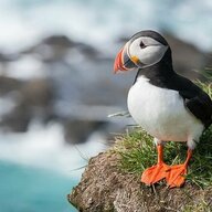 puffin