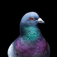 argylepigeon