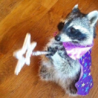 Warlock_Raccoon