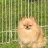 a pomeranian