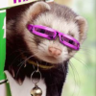 PukingFerrets