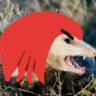 Elbows the Echidna