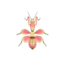 OrchidMantisCult