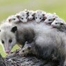 JackTheOpossum