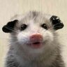 Opossum