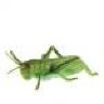 Grasshopper