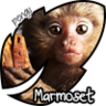 Marmoset