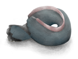 Oarfish3.png